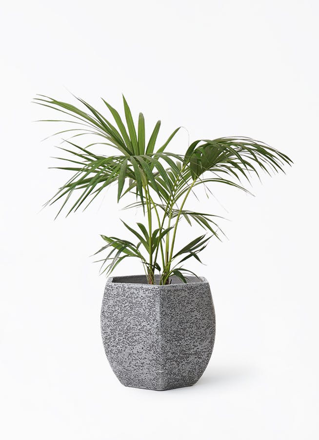 ケンチャヤシ | 観葉植物の通販ならHitoHana（ひとはな）