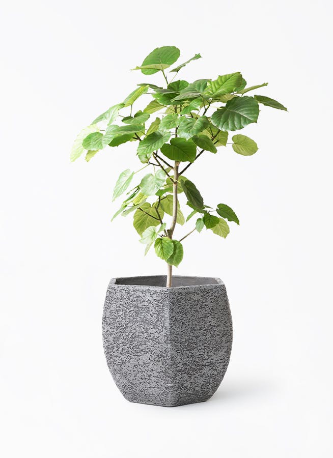 観葉植物 フィカス ウンベラータ 8号 ノーマル Eco Stone（エコストーン） ヘキサタイプ Gray 付き |  観葉植物ならHitoHana(ひとはな)