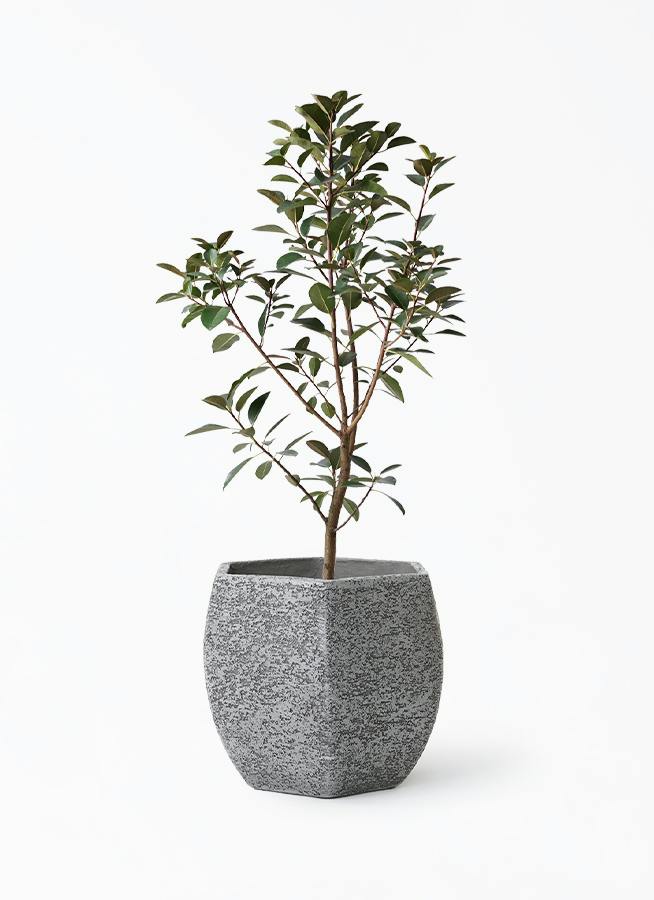 フランスゴムの木 8号 | 観葉植物 | 送料無料でお届け - Hitohana