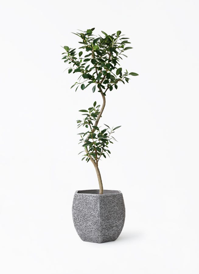 フランスゴムの木 曲がり | 観葉植物通販 Hitohana（ひとはな）