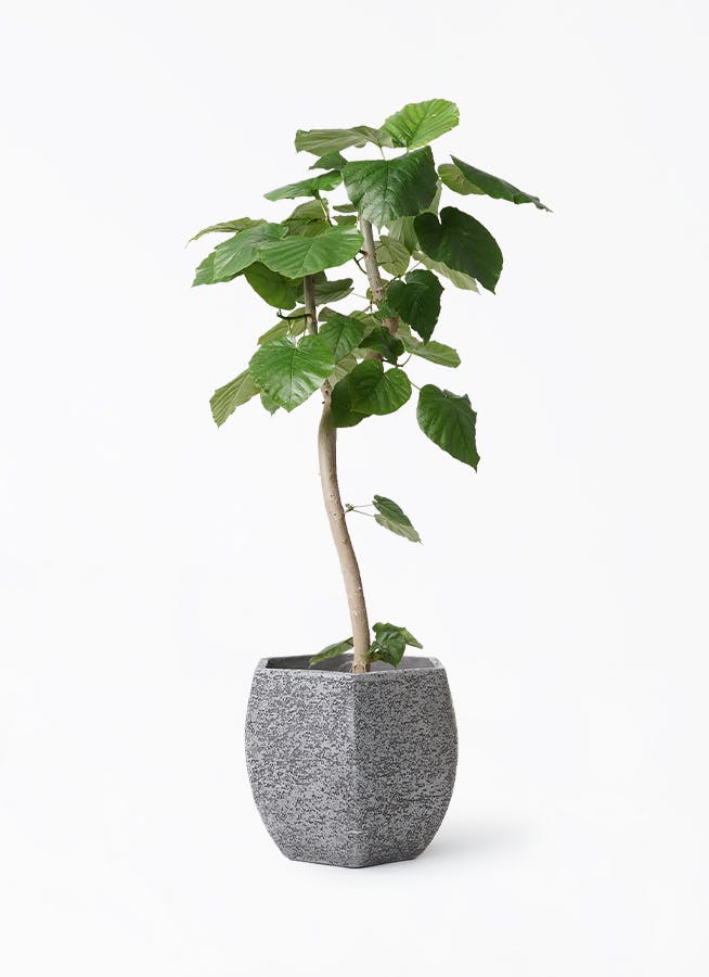 爆売りセール開催中！】 観葉植物】 フィカス すべての | 曲がり