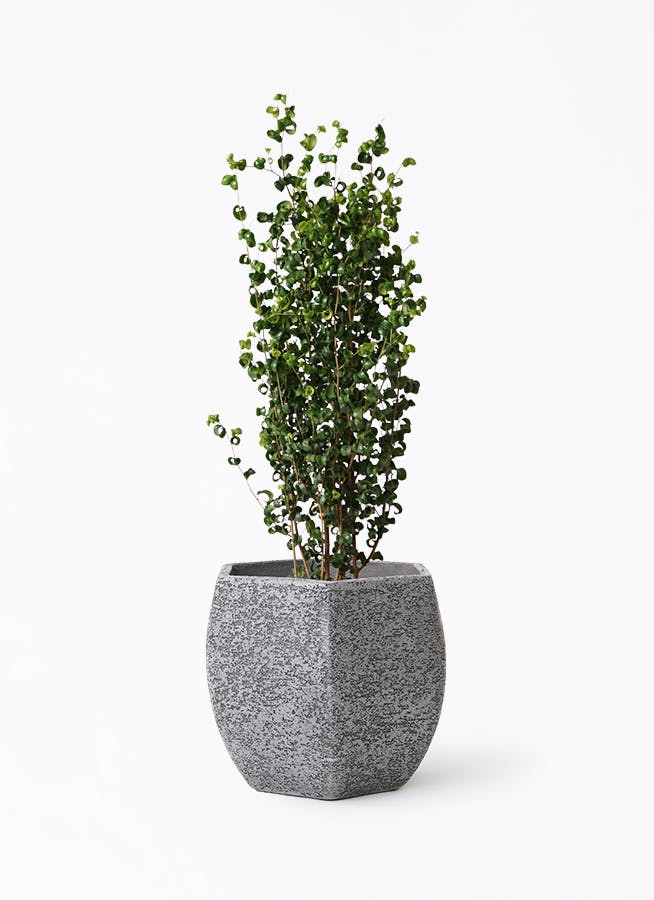 グレーの鉢カバー付きの観葉植物 | HitoHana（ひとはな）