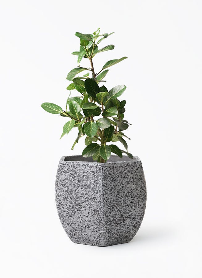 フィカス ベンガレンシス 7号 | 観葉植物 | 送料無料でお届け