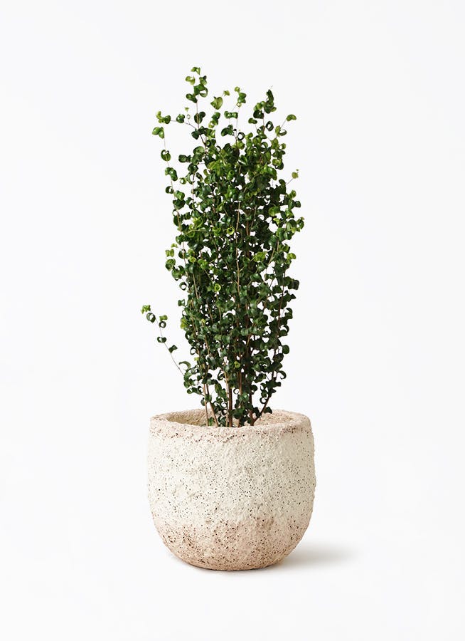 観葉植物 パキラ 7号 パラソル Coral Pot (コーラルポット) ホワイト