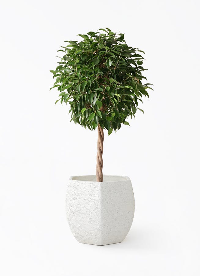 フィカス ベンジャミン | 観葉植物の通販ならHitoHana