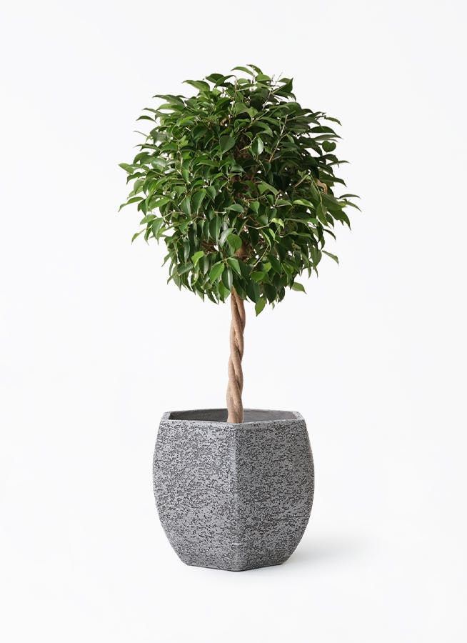 フィカス ベンジャミン | 観葉植物の通販ならHitoHana