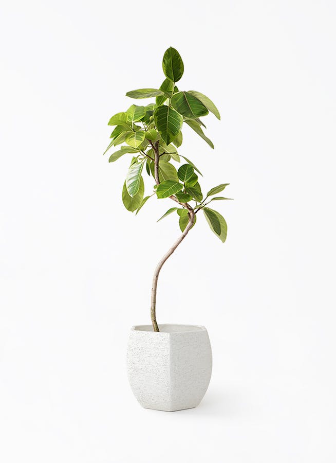 フィカス アルテシーマ 曲がり | 観葉植物通販 Hitohana（ひとはな）