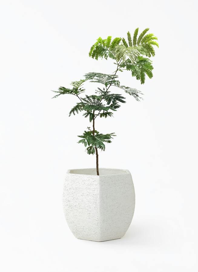 エバーフレッシュ 7号 | 観葉植物の通販ならHitoHana（ひとはな）