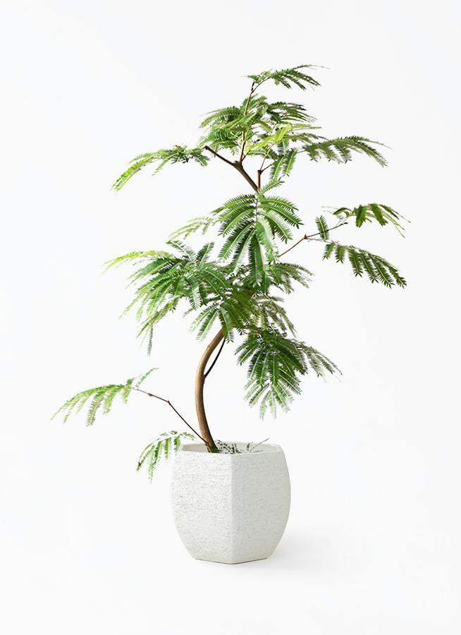 エバーフレッシュ 大型 | 観葉植物通販HitoHana(ひとはな)