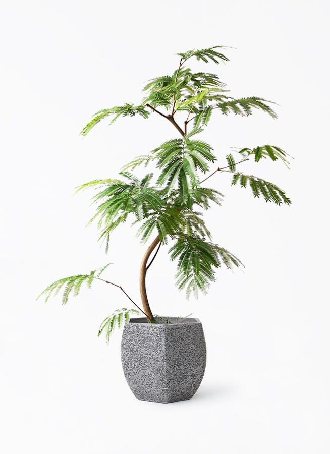 エバーフレッシュ 8号 | 観葉植物 | インテリアやギフトに