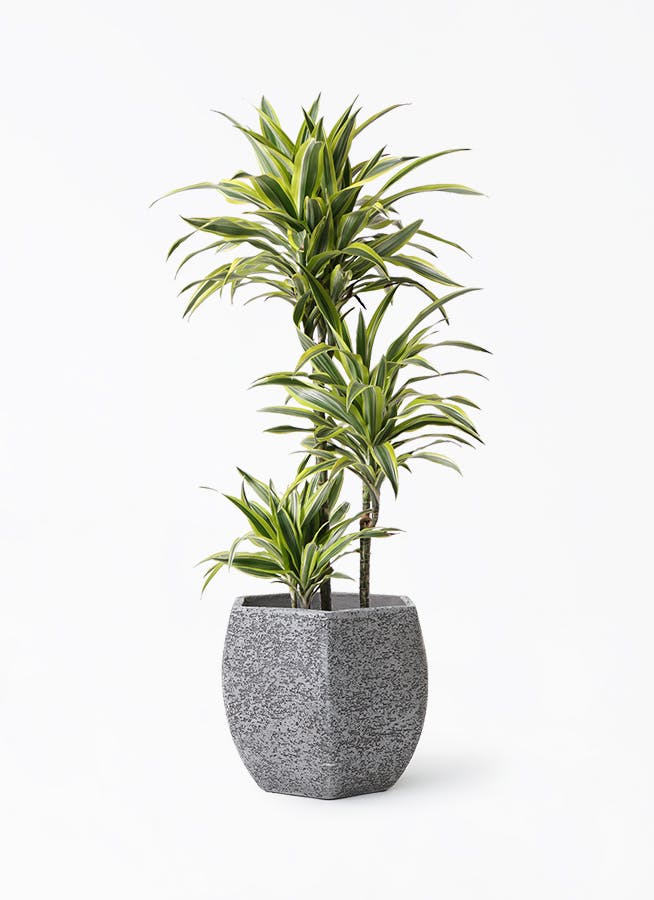 観葉植物 ドラセナ ワーネッキー レモンライム 8号 Eco Stone（エコ