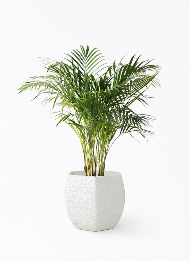 アレカヤシ 8号 | 観葉植物 | インテリアやギフトに - Hitohana