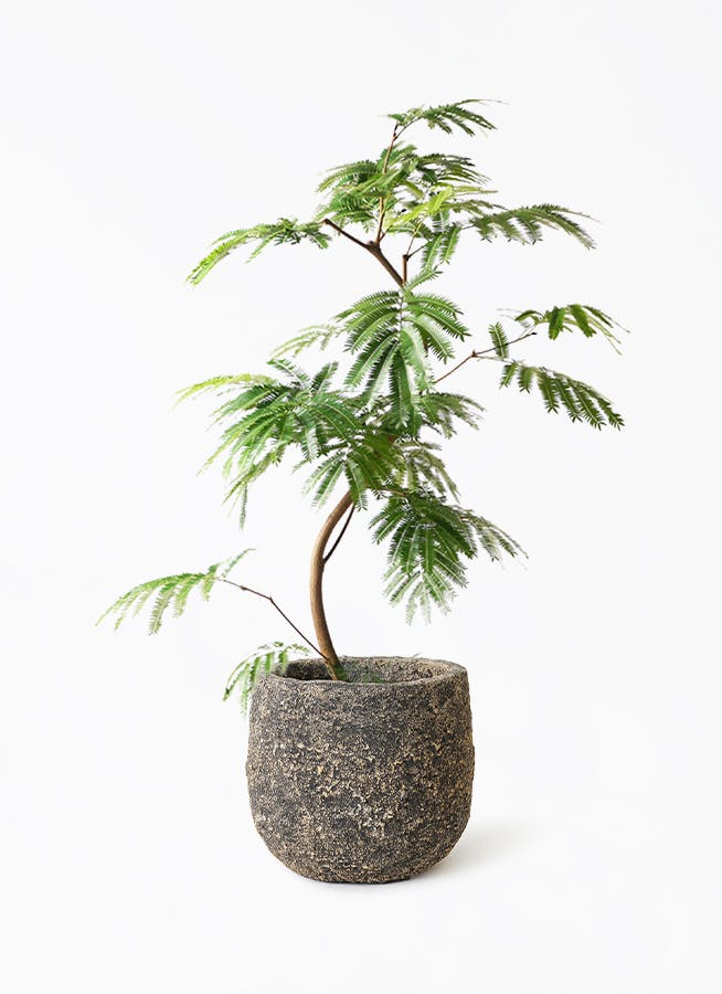 観葉植物 ツピダンサス 8号 ボサ造り Coral Pot (コーラルポット) ブラック 付き 観葉植物ならHitoHana(ひとはな)