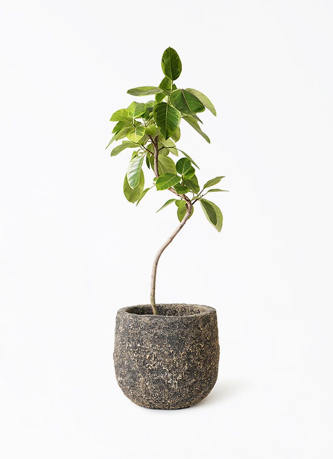 観葉植物 フィカス アルテシーマ 8号 曲り Coral Pot (コーラルポット) ブラック 付き | 観葉植物ならHitoHana(ひとはな)