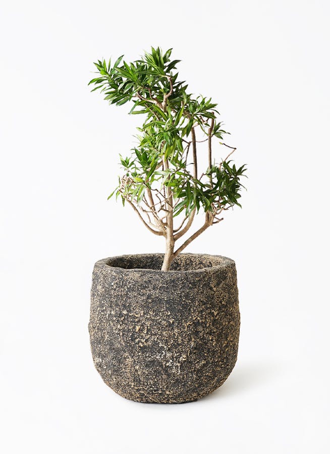 観葉植物 ドラセナ ソング オブ ジャマイカ 8号 Coral Pot (コーラルポット) ブラック 付き | 観葉植物ならHitoHana(ひとはな)