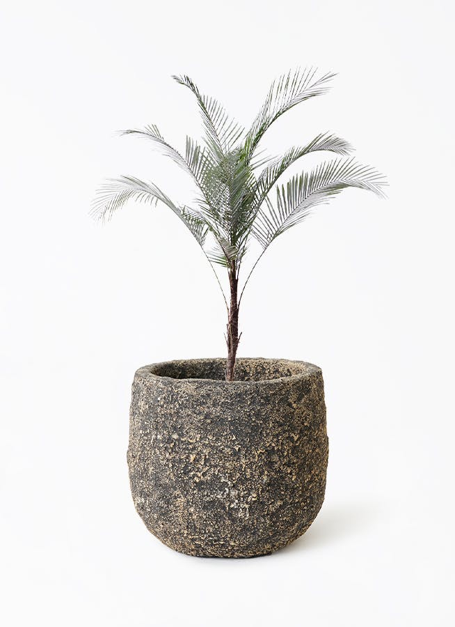 観葉植物 ヒメココス 8号 Coral Pot (コーラルポット) ブラック 付き | 観葉植物ならHitoHana(ひとはな)