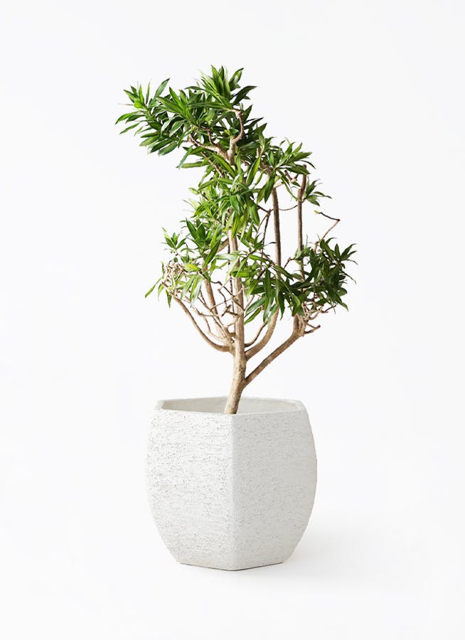 ドラセナ ソング オブ ジャマイカ | 観葉植物 | インテリアやギフトに