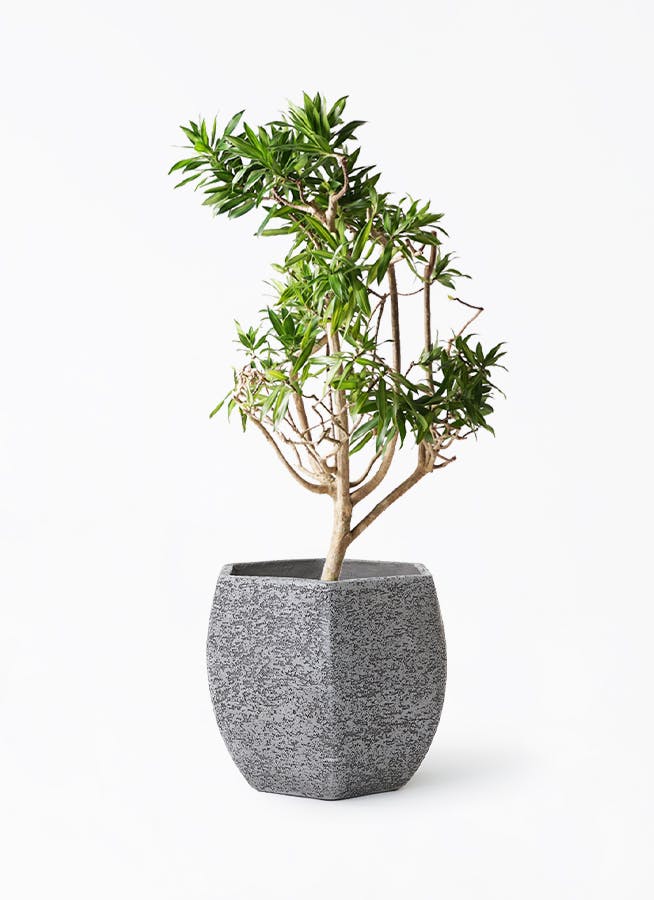 ドラセナ ソング オブ ジャマイカ | 観葉植物 | インテリアやギフトに
