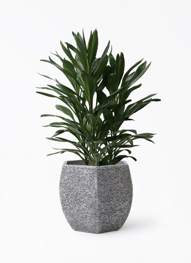 ドラセナ グローカル 8号 | 観葉植物通販HitoHana(ひとはな)