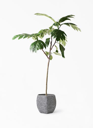 観葉植物 パンノキ 8号 Eco Stone（エコストーン） ヘキサタイプ  Gray 付き