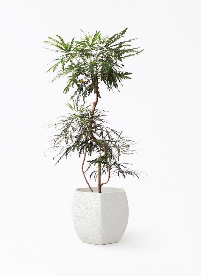 グリーンアラレア 曲がり | 観葉植物通販HitoHana(ひとはな)