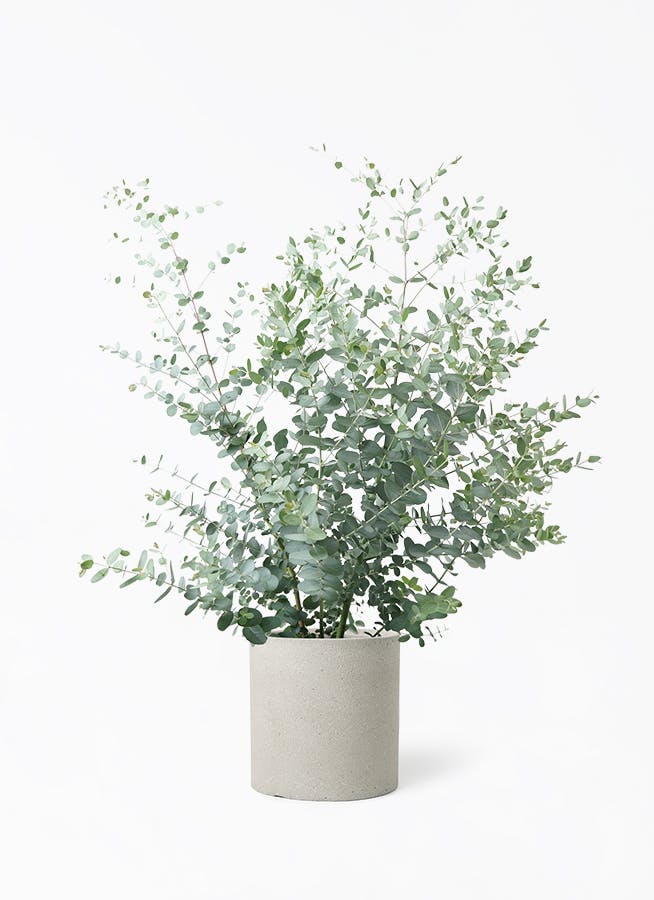 ユーカリ グニー | 観葉植物 | インテリアやギフトに - Hitohana