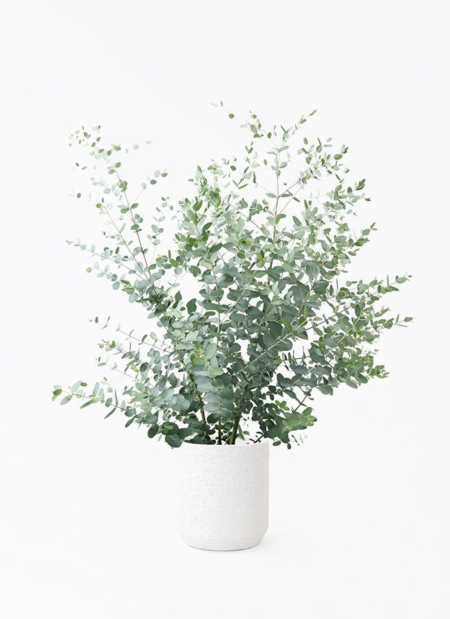 ユーカリ グニー | 観葉植物 | インテリアやギフトに - Hitohana（ひと