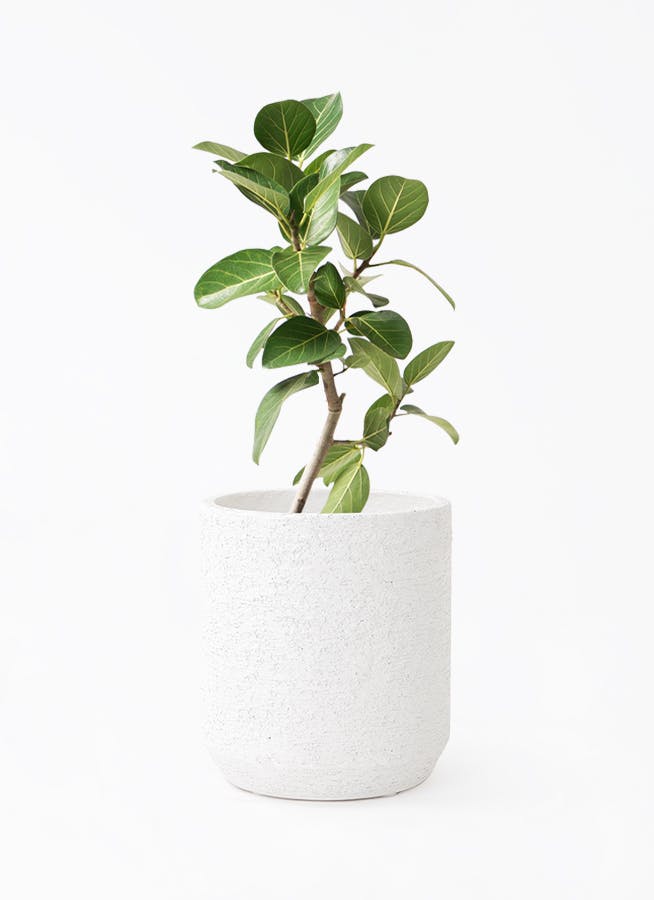 フィカス ベンガレンシス 6号 | 観葉植物通販 Hitohana（ひとはな）