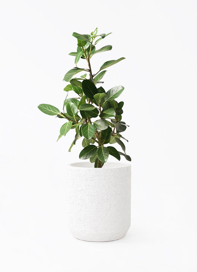 K*i様 フィカス　ベンガレンシス　観葉植物　7号　約110センチ 2 フィカス ベンガレンシス 7号 | 観葉植物 | 送料無料でお届け