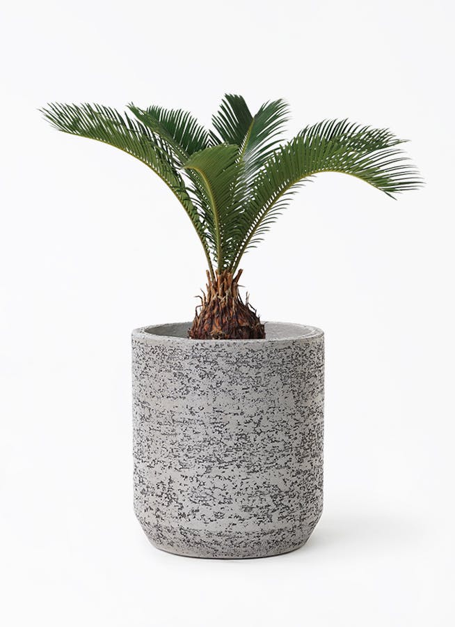 ソテツ　６点 ソテツ 6号 | 観葉植物 | インテリアやギフトに - Hitohana（ひとはな）