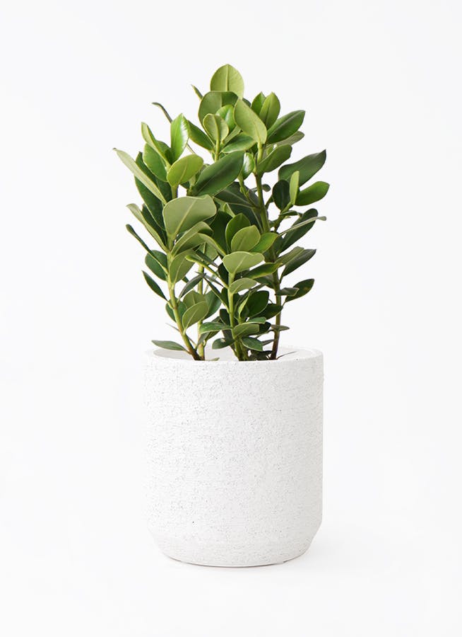 クルシア ロゼア プリンセス 6号 | 観葉植物 | インテリアやギフトに