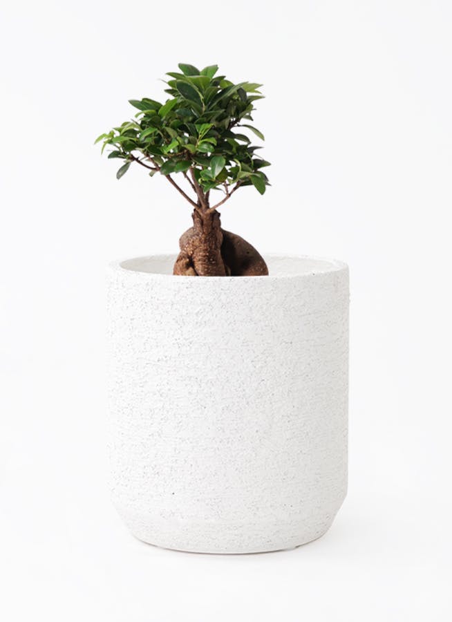 開運】ガジュマル 6号 その他観葉植物