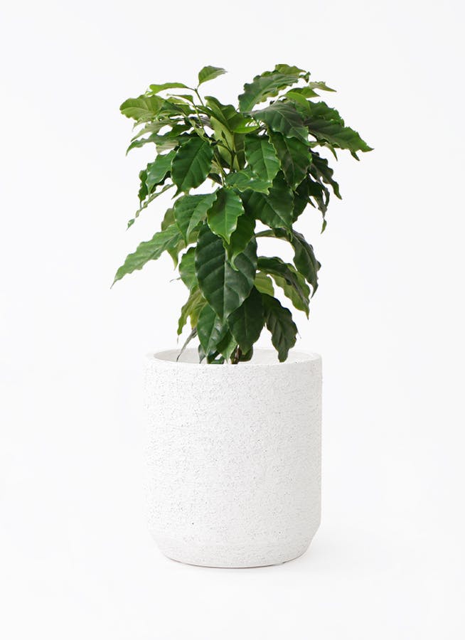 ☆コーヒーの木☆24cm コーヒーの木 6号 | 観葉植物 | 送料無料でお届け - Hitohana（ひとはな）