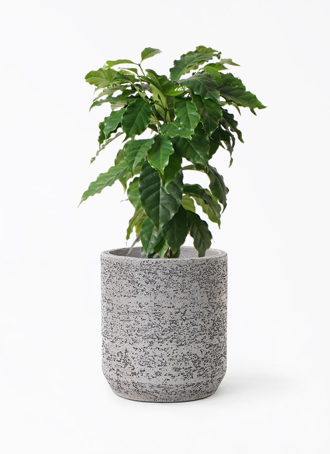 コーヒーの木 6号 | 観葉植物 | 送料無料でお届け - Hitohana（ひとはな）