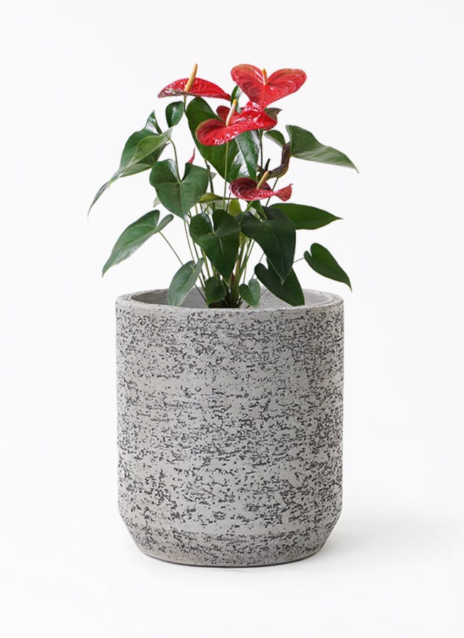 特大 アンスリウム クラビゲラム 6号鉢 PLANCHU 観葉植物