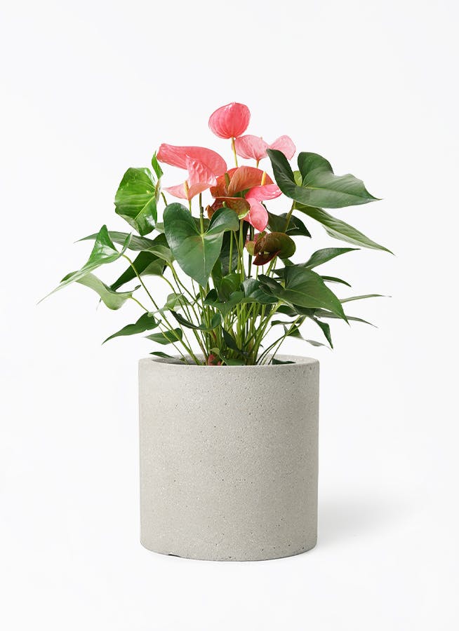アンスリウム 7号 | 観葉植物の通販ならHitoHana（ひとはな）