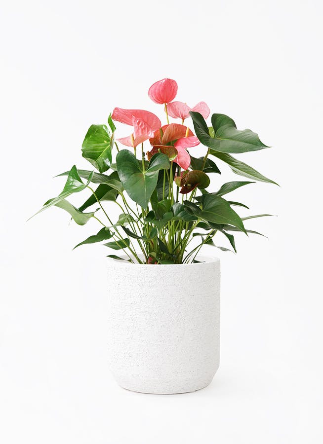 アンスリウム 7号 | 観葉植物の通販ならHitoHana（ひとはな）