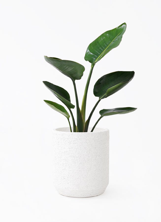 オーガスタ | 観葉植物の通販ならHitoHana（ひとはな）