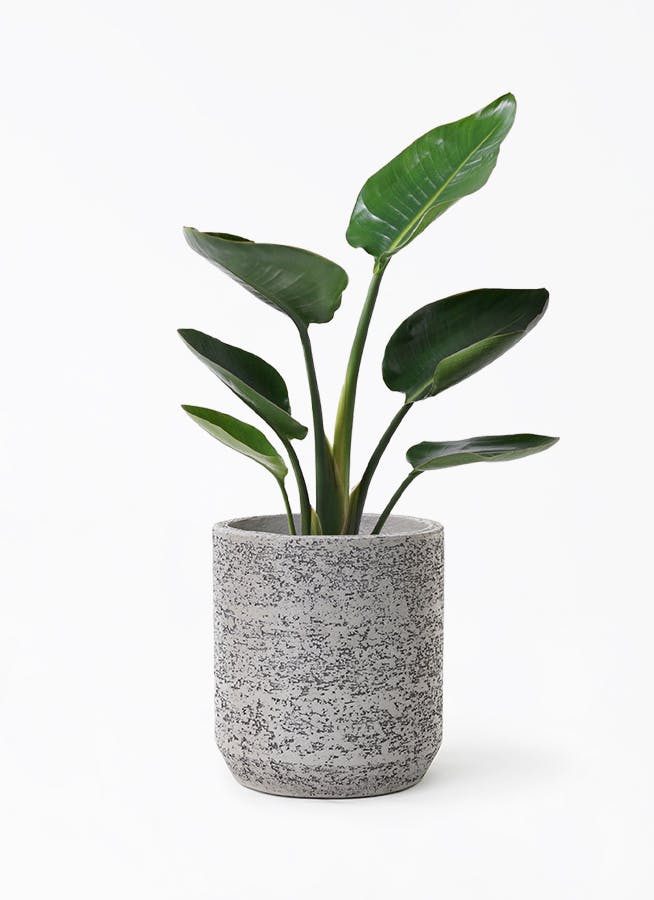 オーガスタ | 観葉植物の通販ならHitoHana（ひとはな）