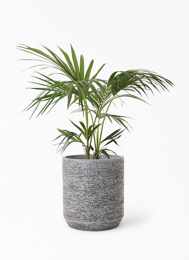 ケンチャヤシ 8号 | 観葉植物の通販ならHitoHana（ひとはな）