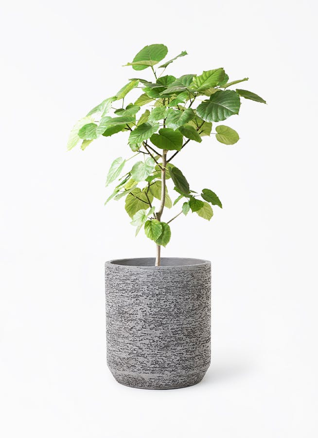 観葉植物 フィカス ウンベラータ 8号 ノーマル Eco Stone（エコストーン） シリンダータイプ Gray 付き | 観葉植物 ならHitoHana(ひとはな)