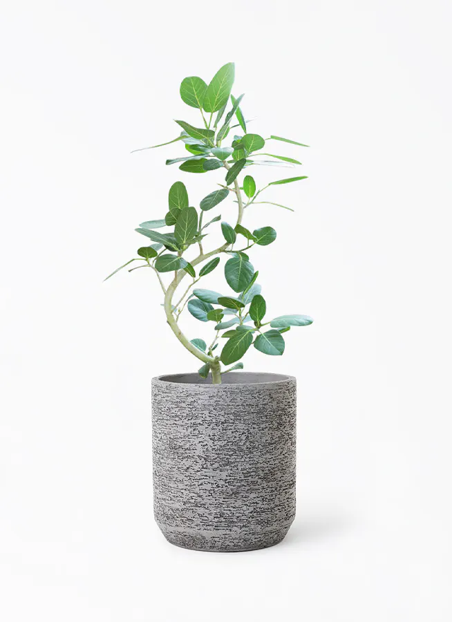 フィカスベンガレンシス 幹太 曲がり konton鉢カバー付き クソ 