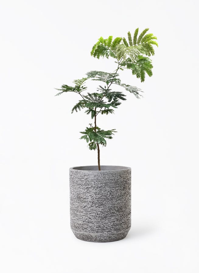 エバーフレッシュ　7号受皿付き エバーフレッシュ 7号鉢植え（受皿付） の通販 | 園芸ネット