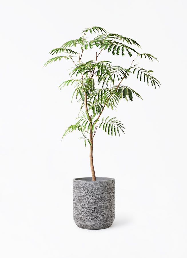 エバーフレッシュ 138cm 8号 S-shaped tree form エバーフレッシュ S-shaped tree form8号140cm - メルカリ