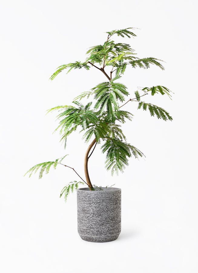 エバーフレッシュ 8号 150cm S-shaped エバーフレッシュ 8号 150cm S-shaped