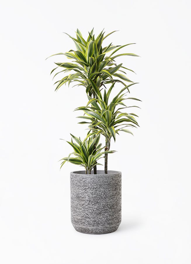 ドラセナ ワーネッキー レモンライム 8号 | 観葉植物 | インテリアや