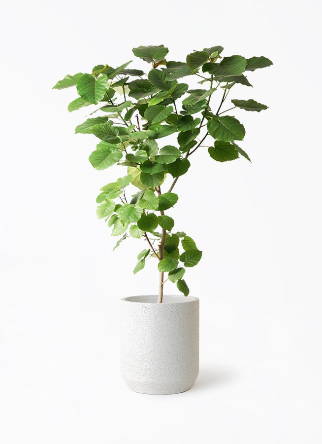ウンベラータ 10号 | 観葉植物の通販ならHitoHana（ひとはな）