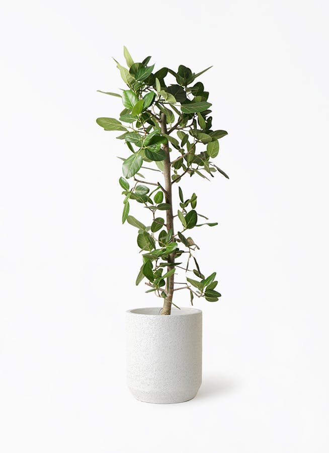 フィカス ベンガレンシス 10号 | 観葉植物通販 Hitohana（ひとはな）
