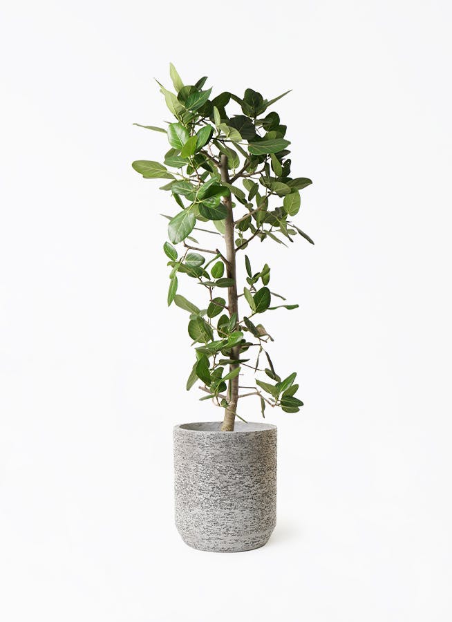 ①　フィカス　ベンガレンシ　曲がり仕立て10号　特大苗木最高等級極上品‼️ ① フィカス ベンガレンシ 曲がり仕立て10号 特大苗木最高等級極上品‼️