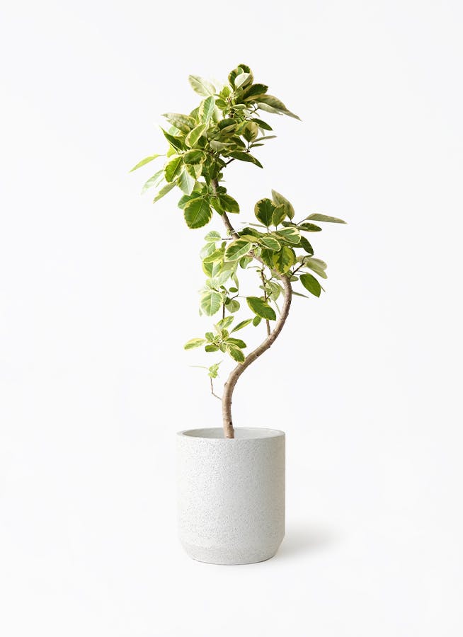 フィカス アルテシーマ | 観葉植物通販 HitoHana